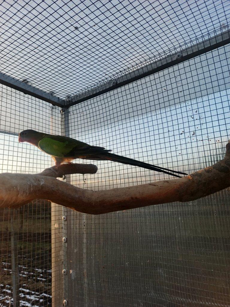 Papoušek alexandřin 1,0