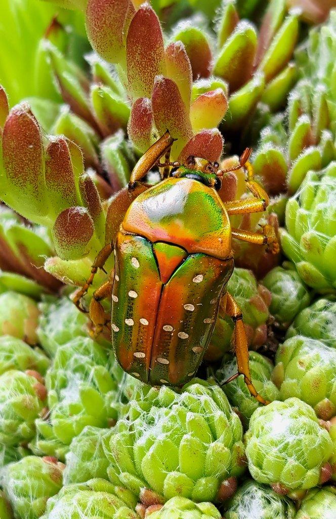 Nabídka larev na Faunatrhy Ostrava 15.2.2026