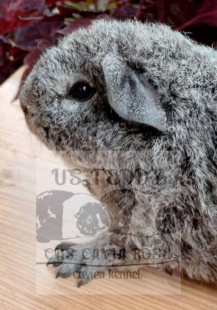 Ježatá morčátka plemene US Teddy