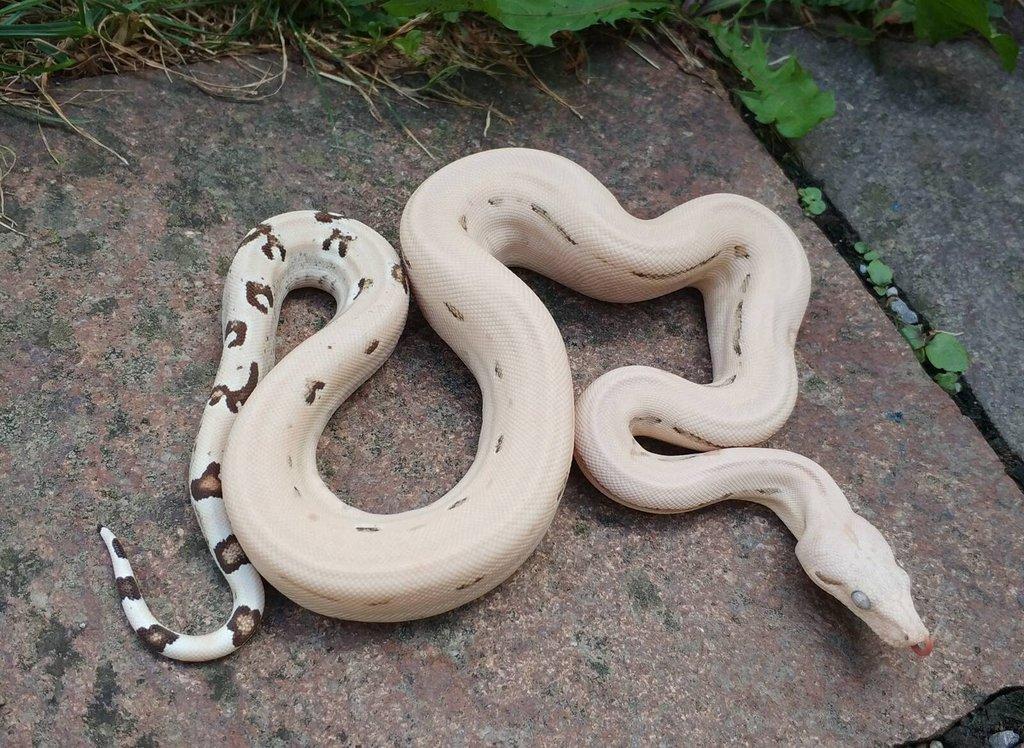 Boa imperator - Scoria Paradigm, IMG Arctic, IMG Paradigm