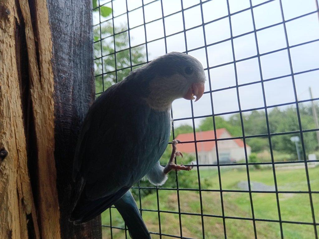 Mníšek šedý