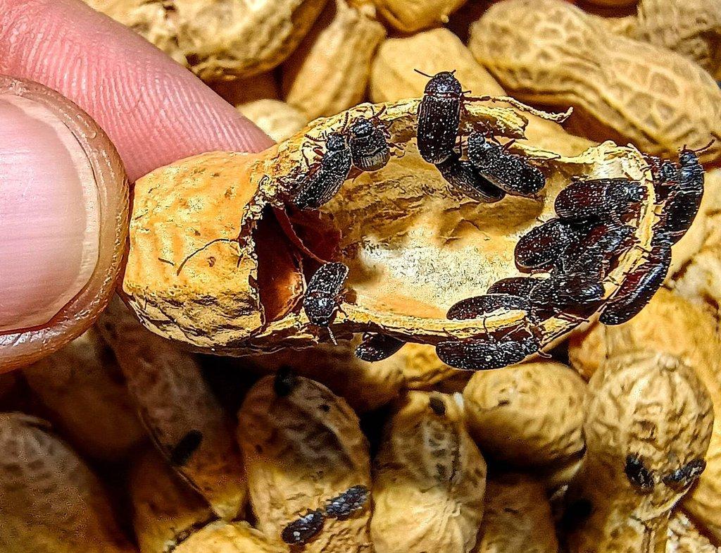 Ulomoides dermestoides / Arašídový brouk