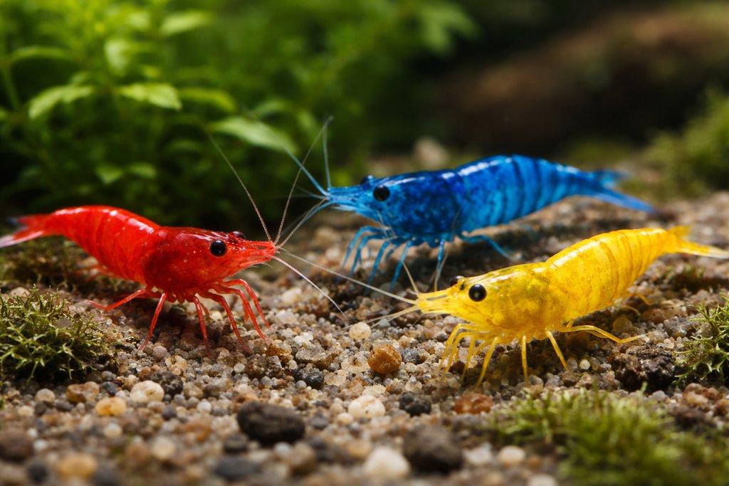 Sparťanské krevetky - červená, modrá, žlutá - čisté linie