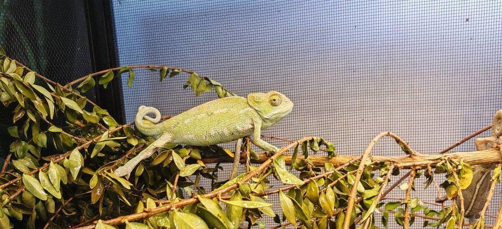 Chameleon Obecný - Chamaeleo Chamaeleon exkluzivní odchov.