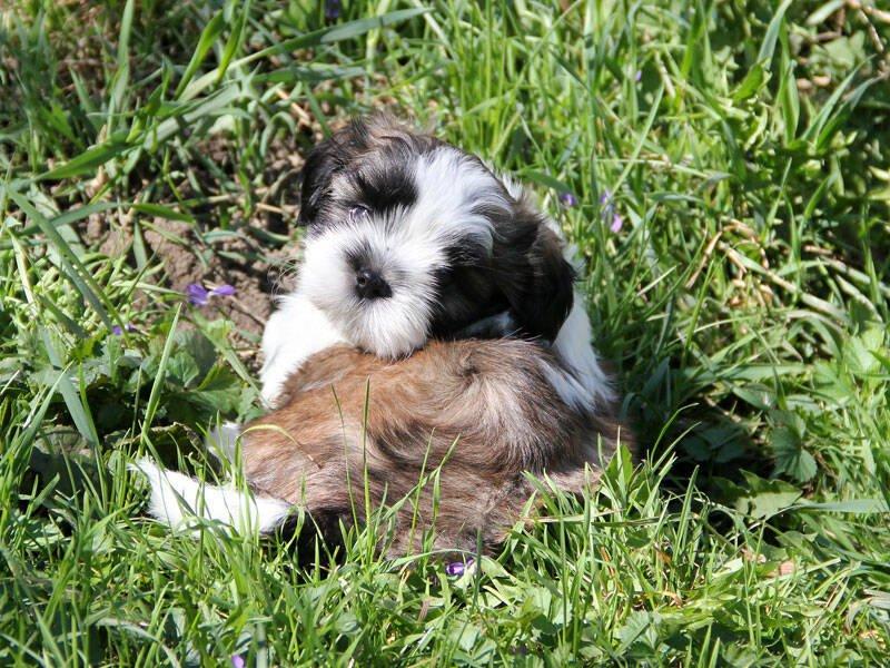 Shih-tzu, ši-tzu, ši-cu - štěňátka s  PP FCI