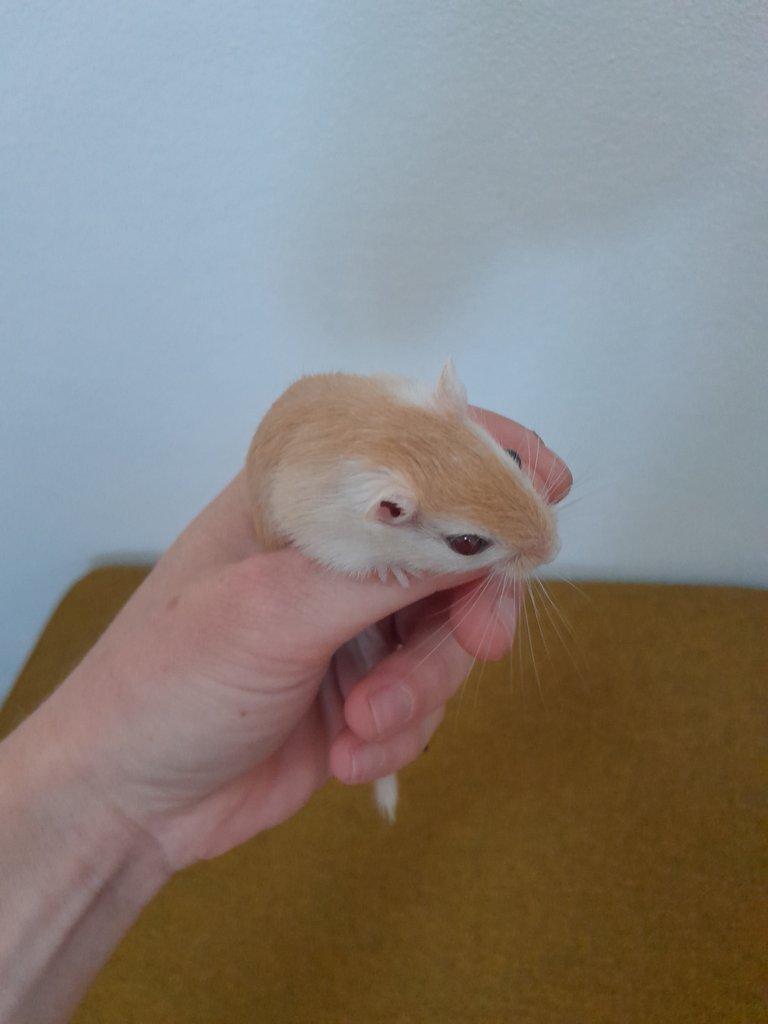 Pískomil mongolský