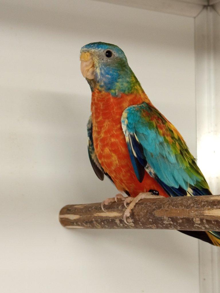 Neofėma modrohlavá