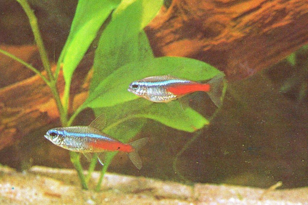 Neonka obecná - Paracheirodon innesi