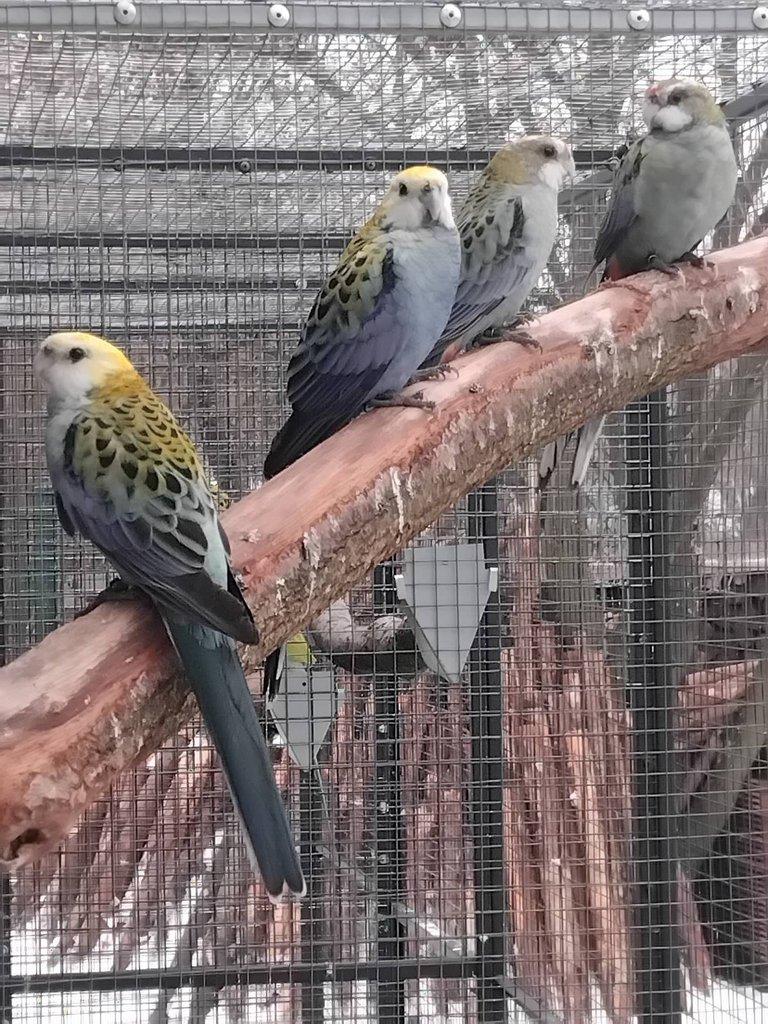 Rosela žlutohlavá po strakách