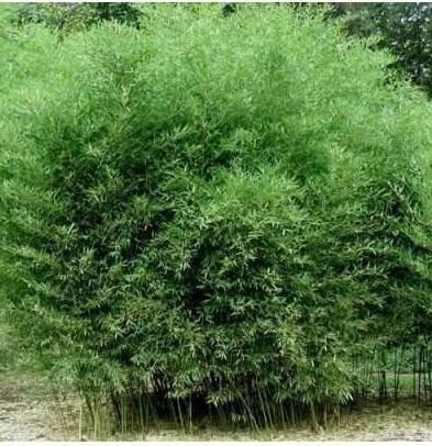 Bambus-Phyllostachys bissetti, Phyllostachys aue.spectabilis