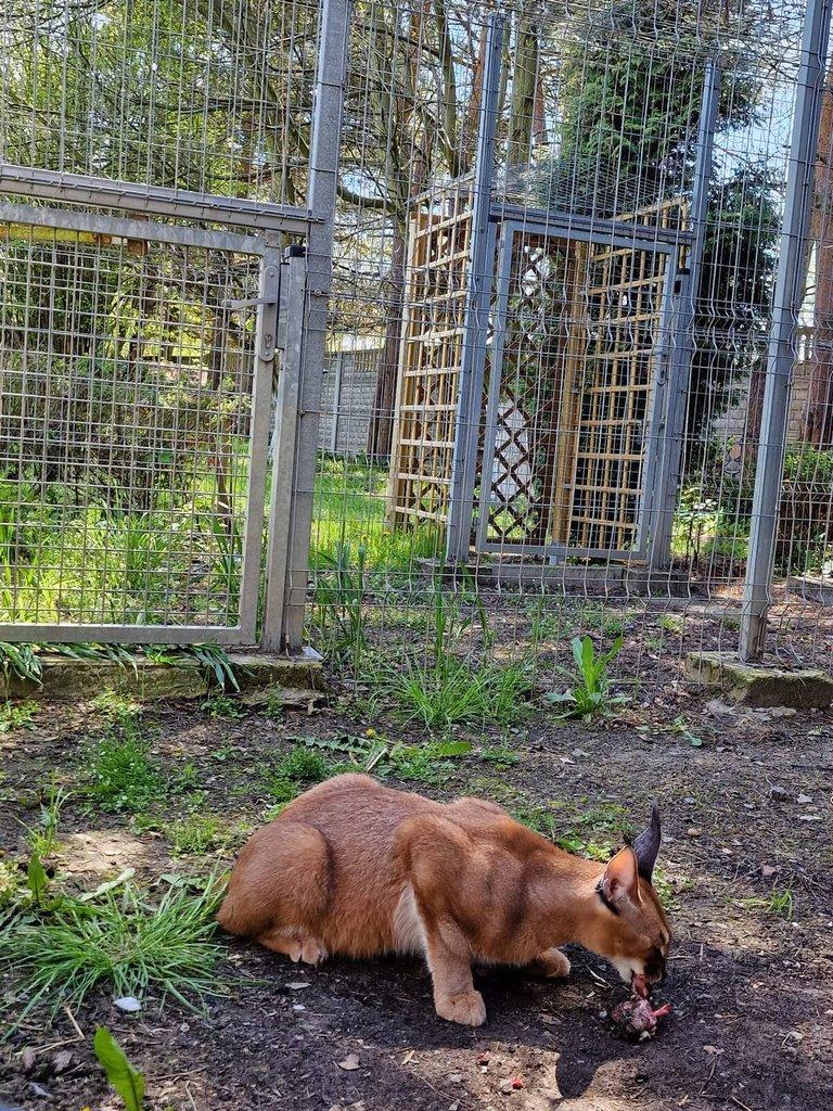 Prodam 1.0 Caracal caracal (Karakal) dospely samec