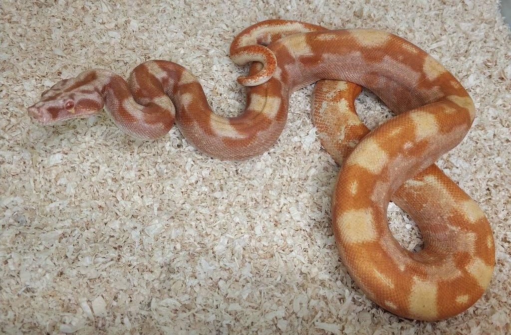 Boa imperator - Purple Sharp Sunglow Aztec, Sharp Sunglow