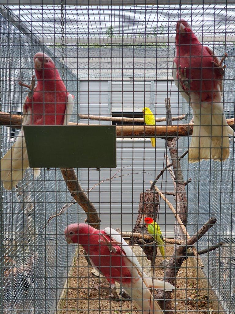 Kakadu ruzovy lutino,horsky/lutino