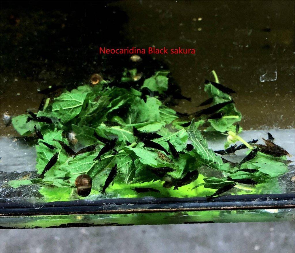 Krevetky Neocaridina + Endlerky
