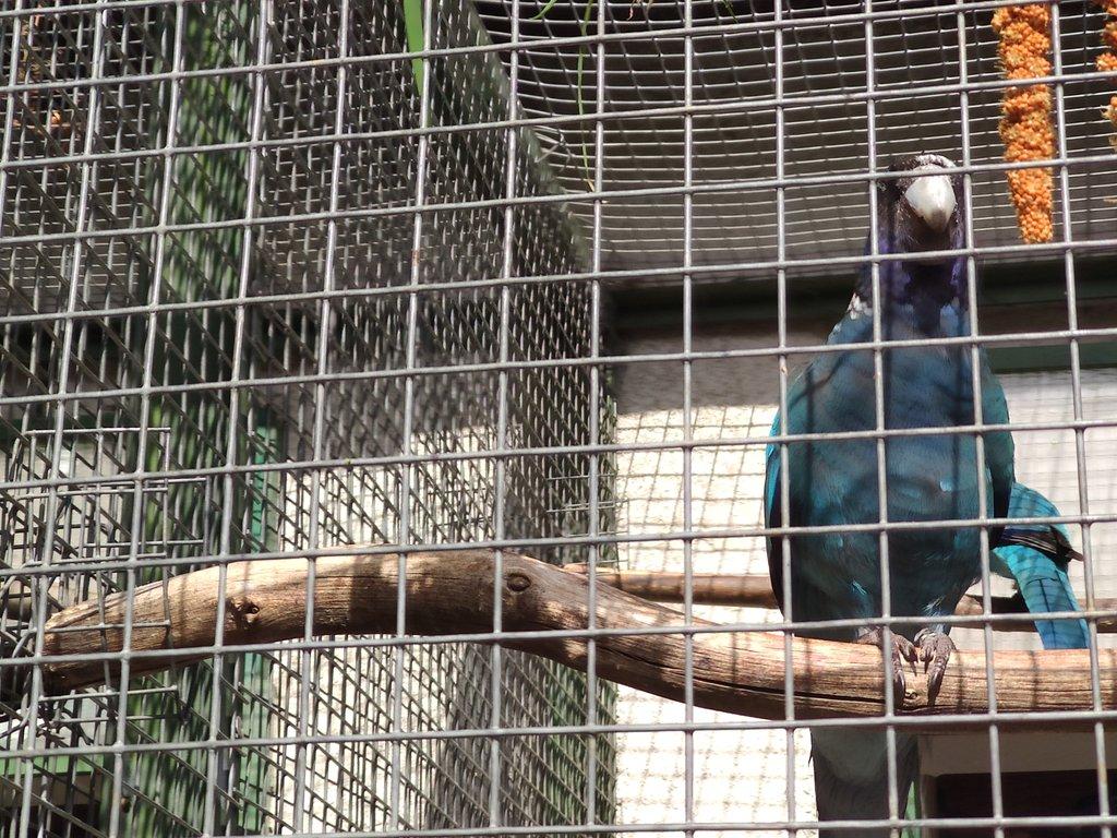 Koupím barnard límcový modrý