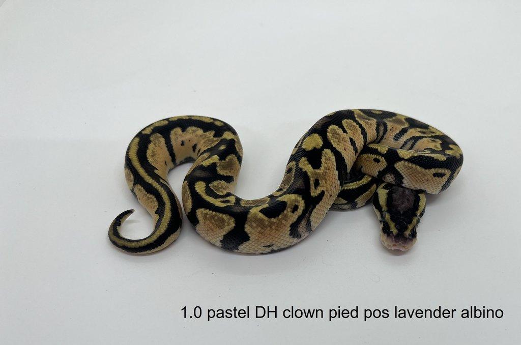 Krajta královská (Python regius)