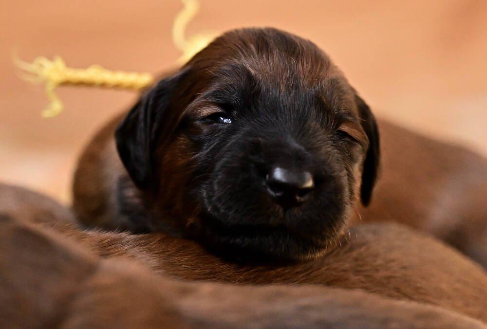 Briard - plavá štěňata