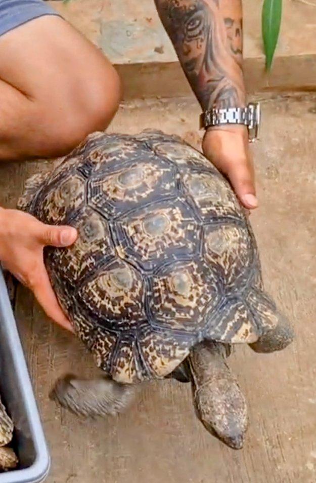 Koupím želvu/želvy pardálí