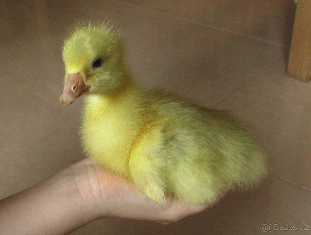 Housata husy německé nosné