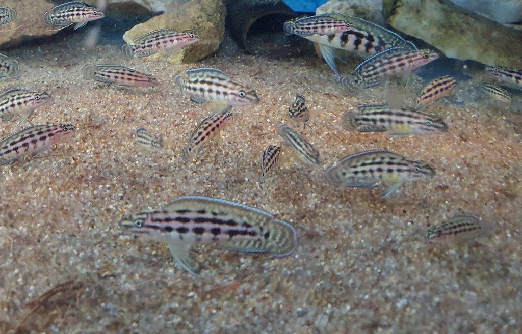 Malawi, Tanganika- odchovy