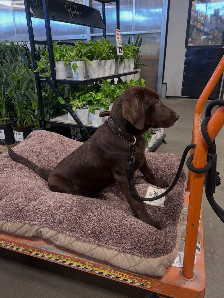 Prodáme štěňata labradorského retrívra