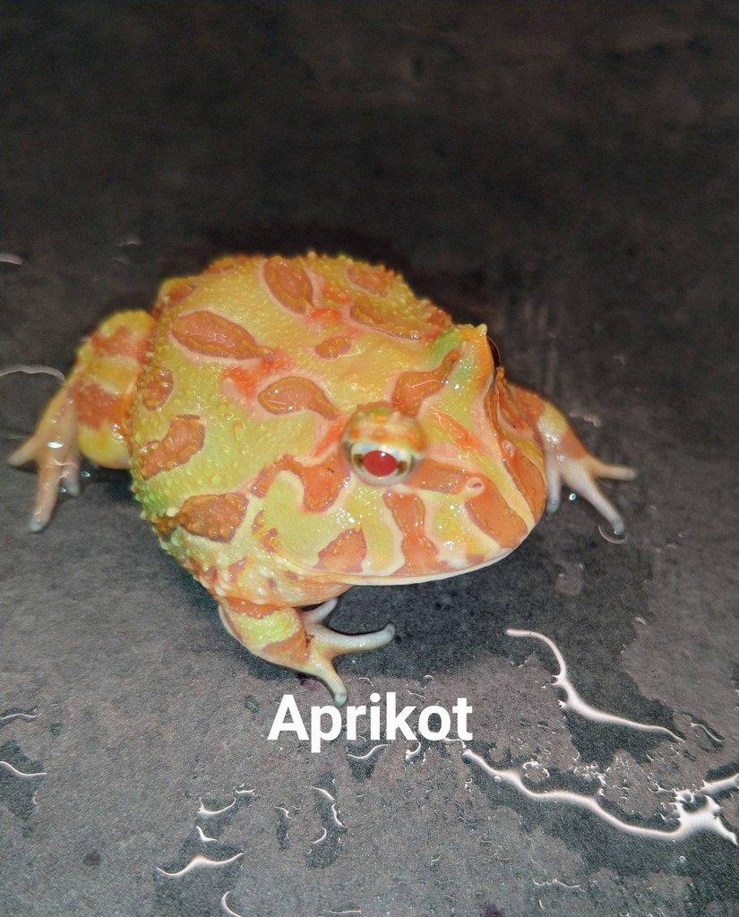 Ceratophrys cornuta, cranwelli