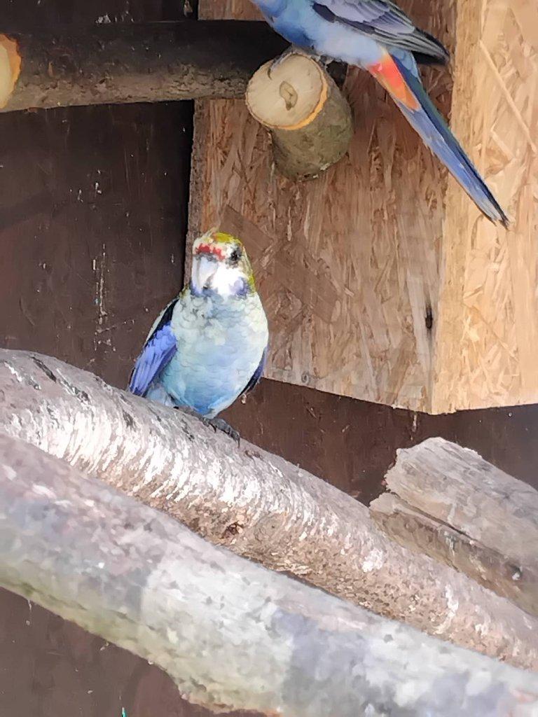 Rosela žlutohlavá po strakách