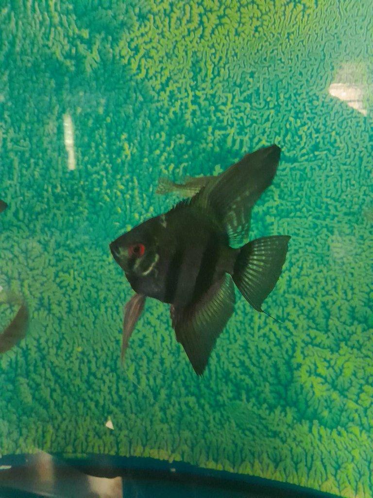 skalar pinoy Black, Green