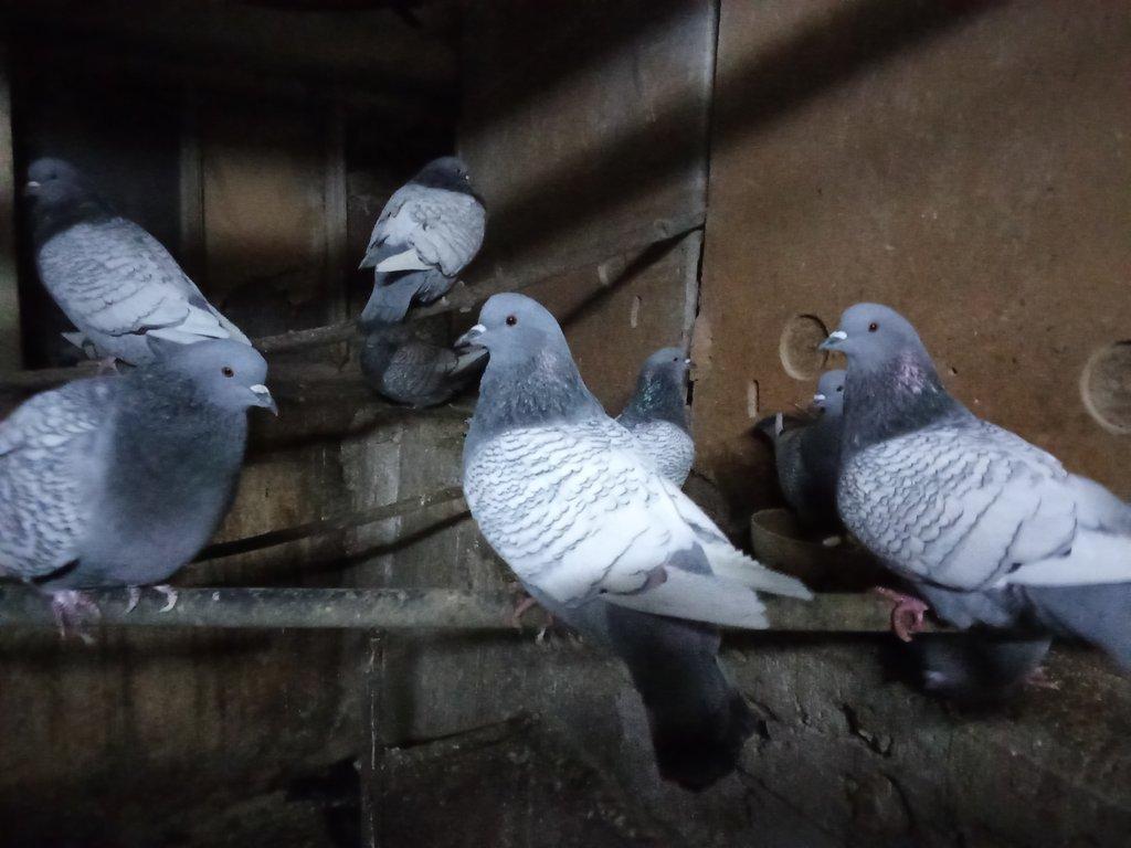 Prodám holuby