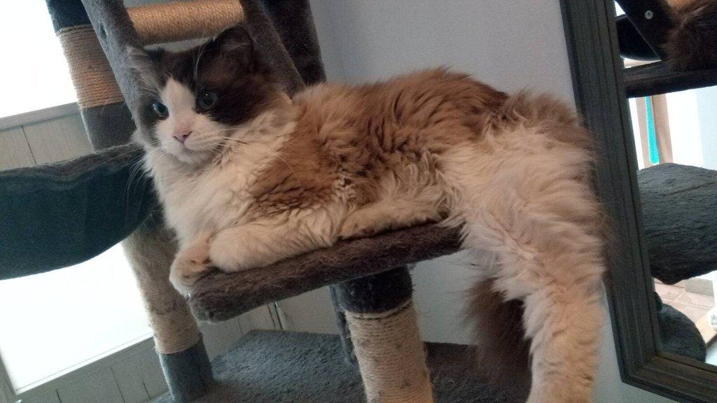 koťátko Ragdoll