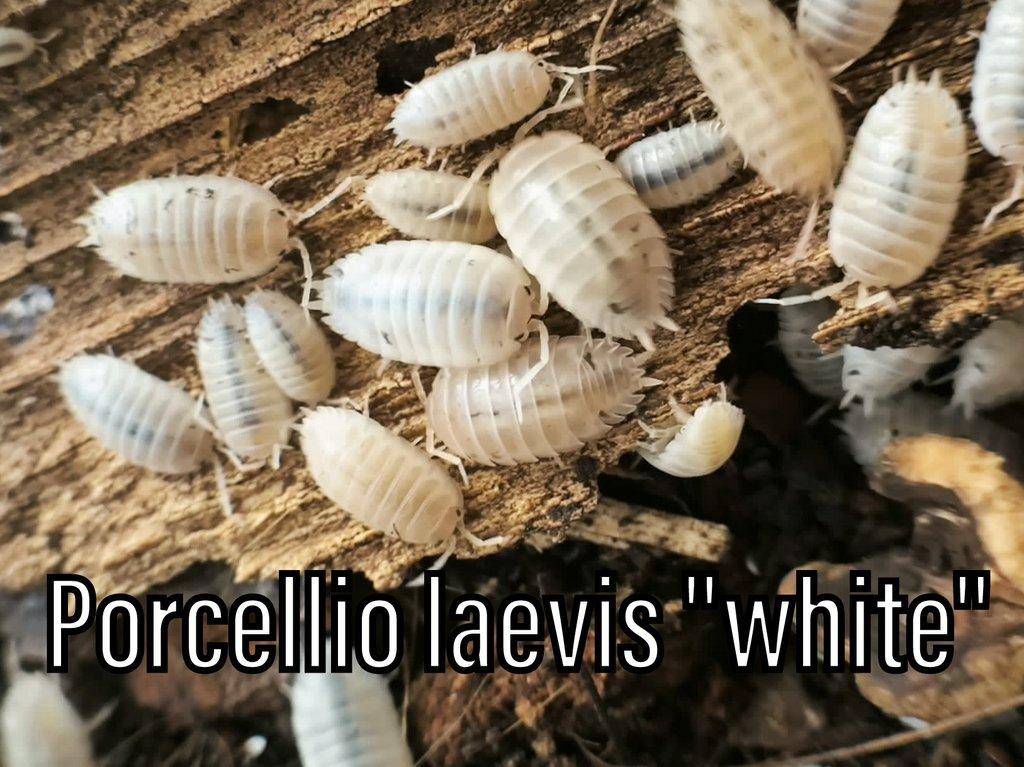 Isopody, mnohonožky, chvostoskoci ŽE 6.9., posílám