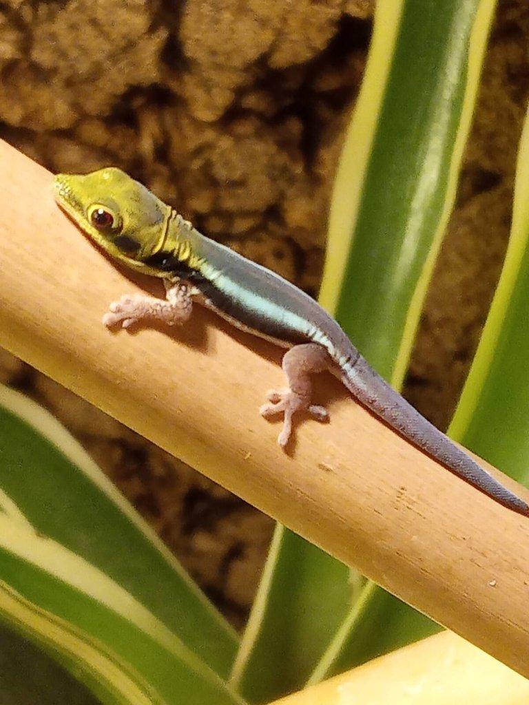 Phelsuma