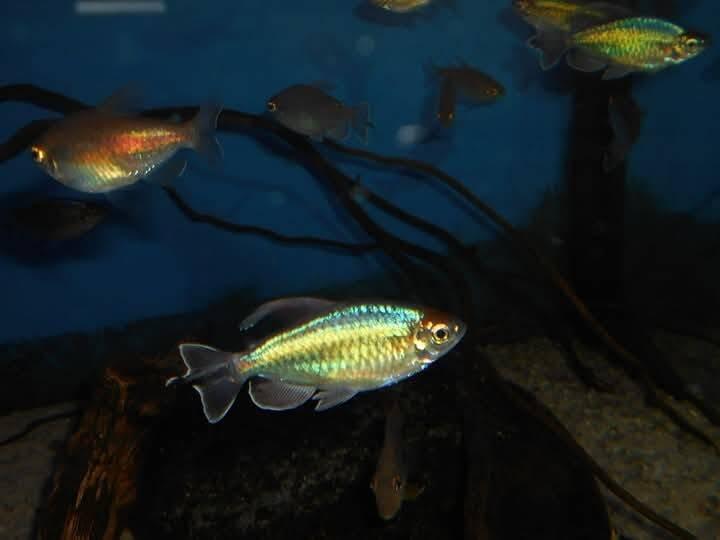 Tetra kongo - Phenacogrammus interruptus