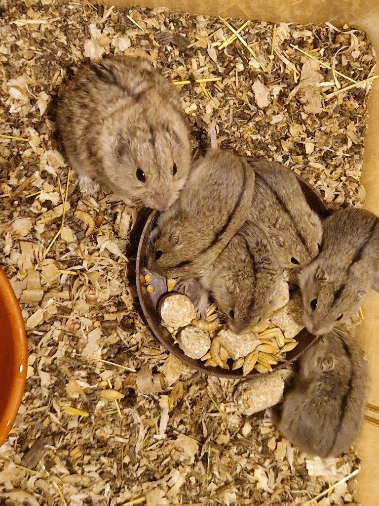 Pestruška písečná