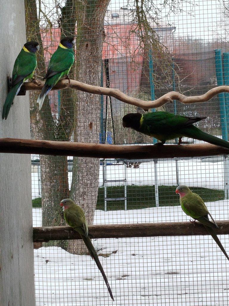 Papoušek  Alexandřin