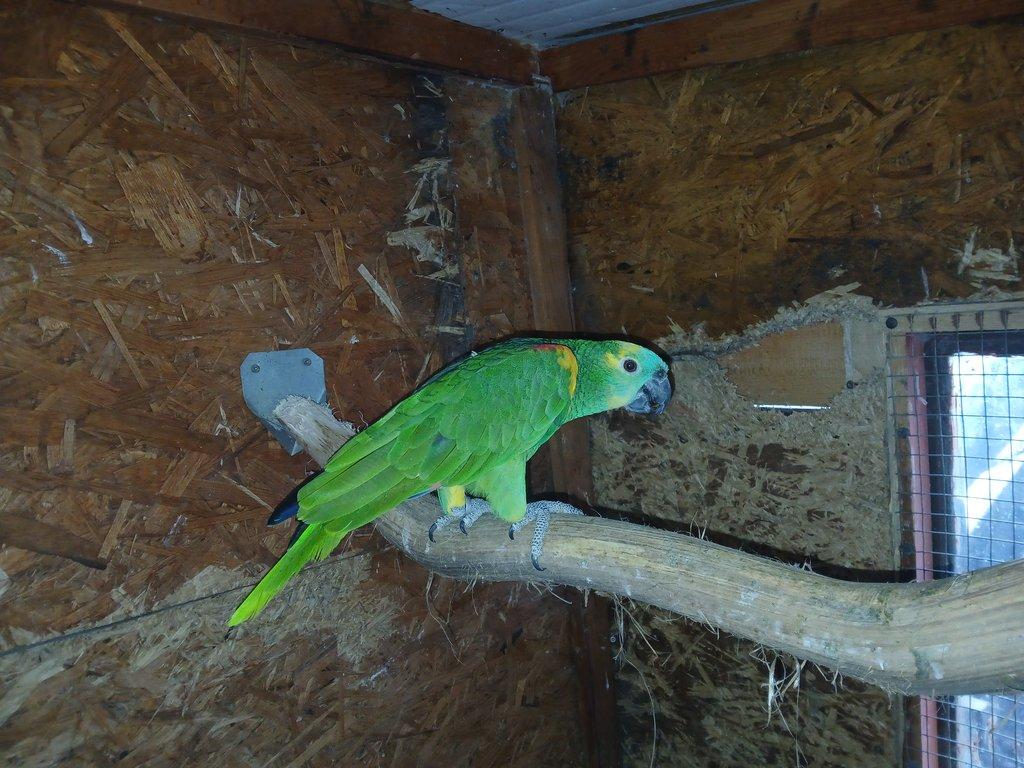 Prodám samce Amazoňana modročelého