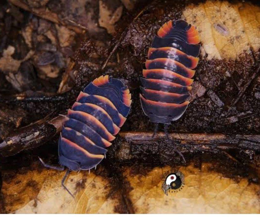 Ardentiella amber bee