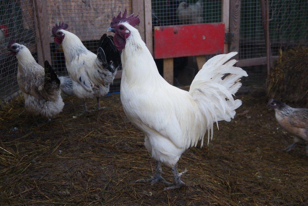 kohout Dongxiang Lukedanji