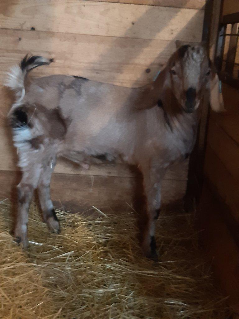 anglonubijský kozlík 100%