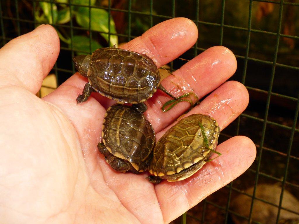 Želva trojkýlná (Mauremys reevesii) vlastní odchov