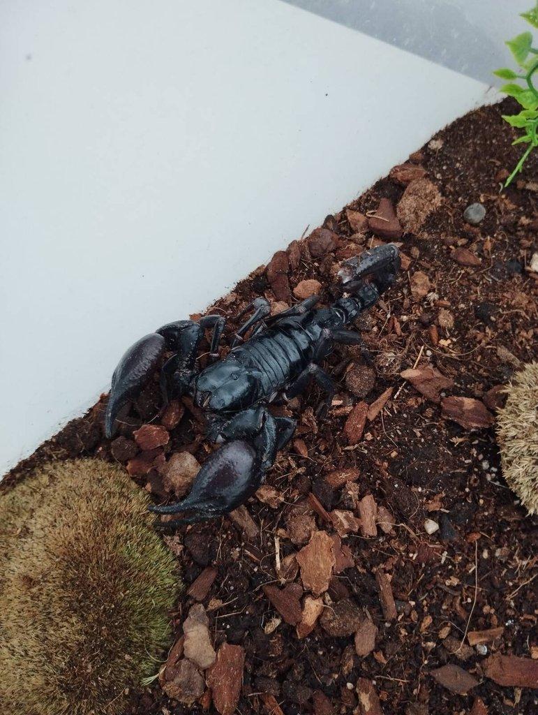 Heterometrus petersii – ( pár / adultní )