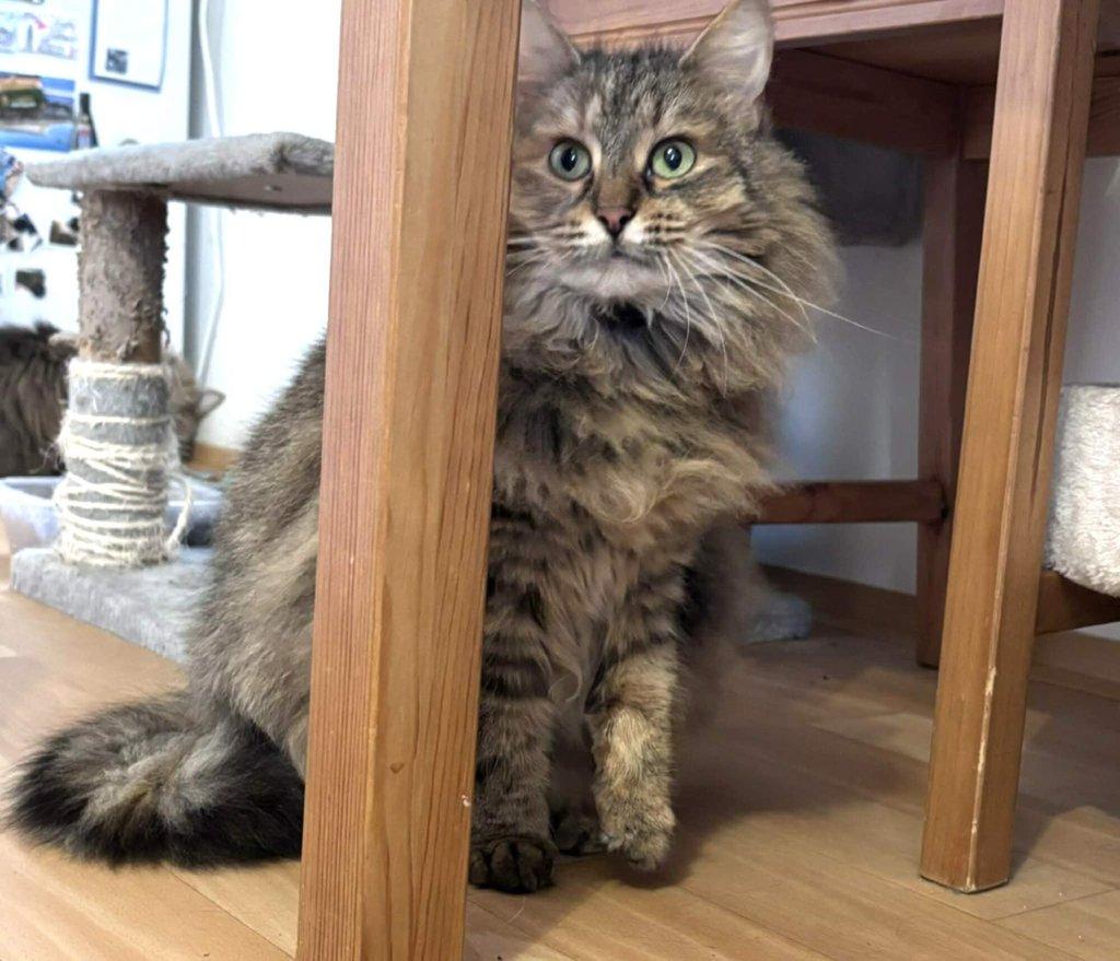 Kočička Torvi hledá nový domov