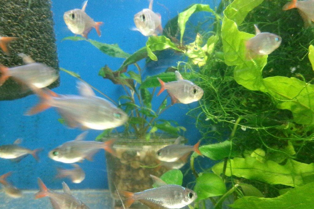 Tetra darienská - Hyphessobrycon columbianus