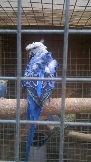 agapornis