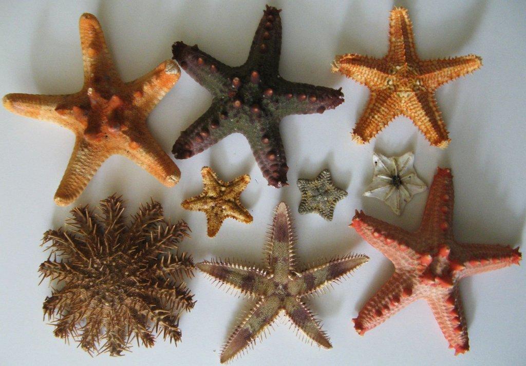 Výstava lastur a mořských přírodnin BRNO - 28. březen 2026