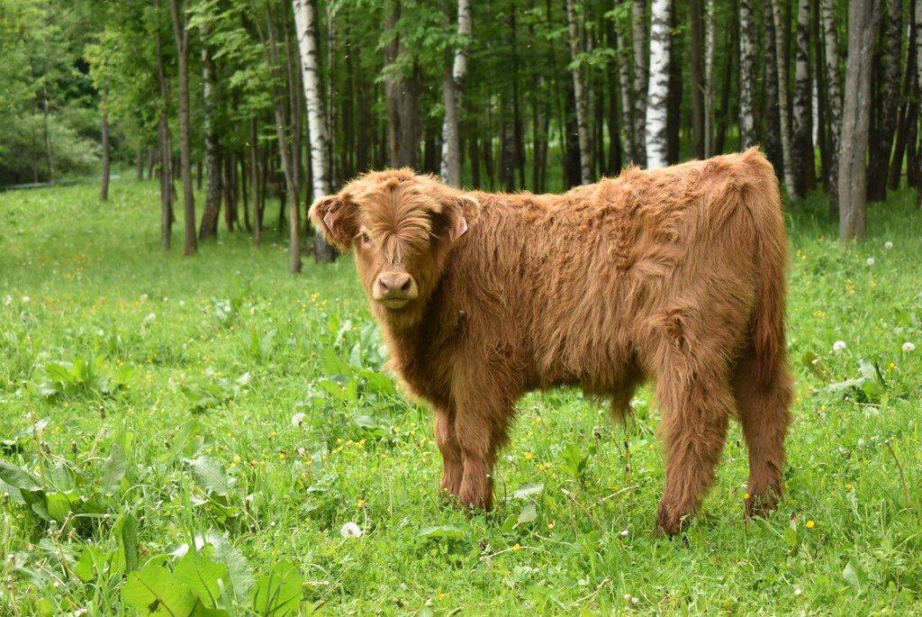 Prodám býčky Highland-Skotský náhorní skot