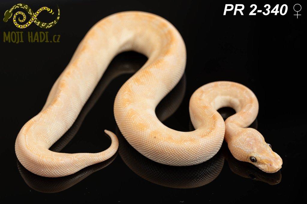Python regius - Krajta královská