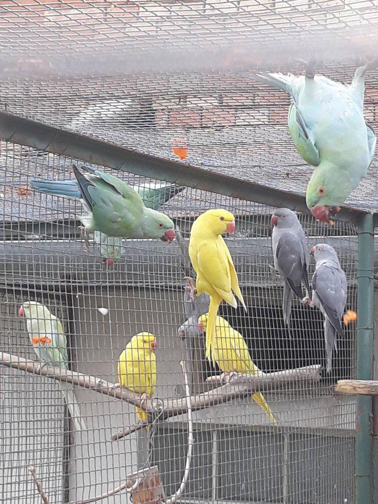 Prodám alexandr malý