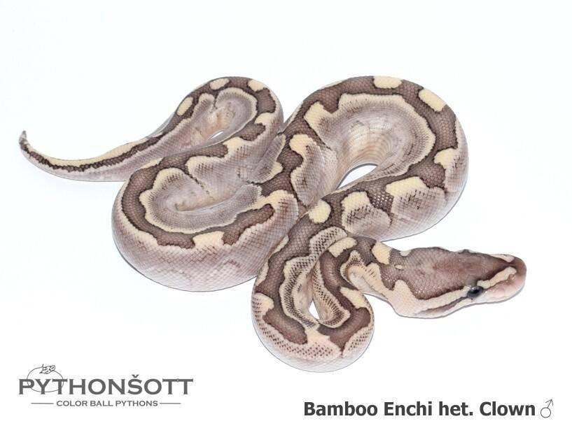 Krajta královská – mláďata z vlastního chovu