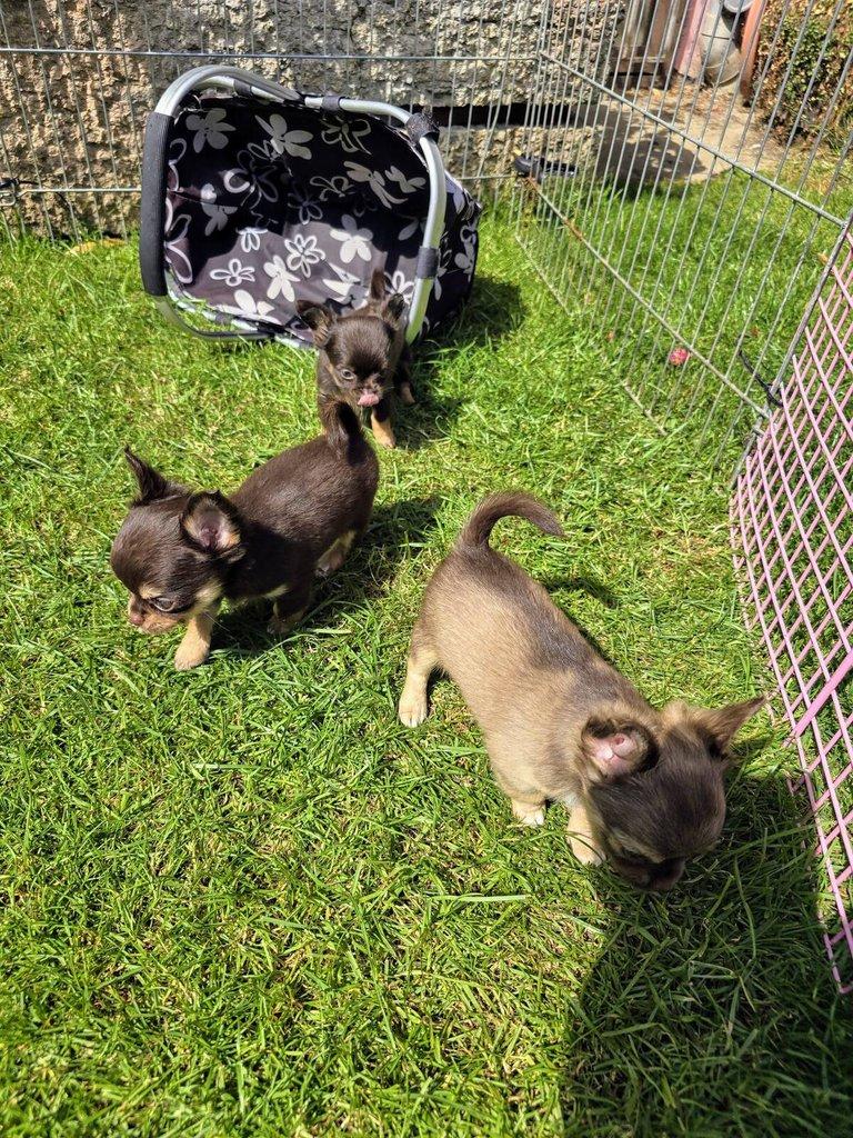 čivava dlouhosrstá s PP fenka ihned k odběru